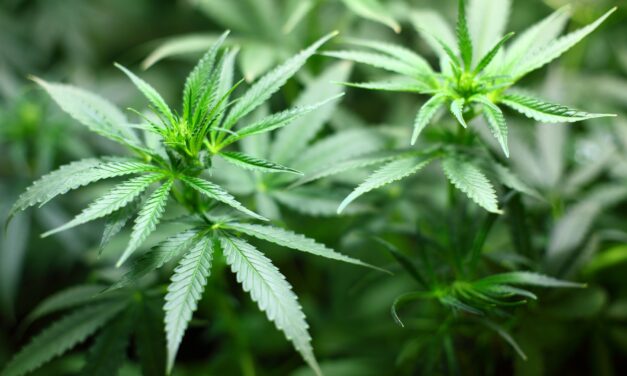 Warum der Cannabiskonsum irrsinnig ist